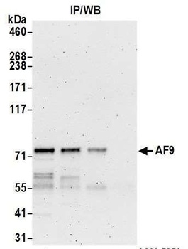Rabbit AF9 Antibody