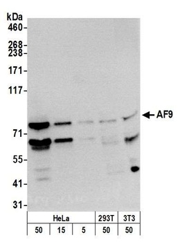 Rabbit AF9 Antibody