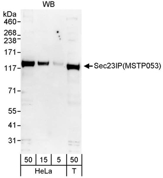 Rabbit anti-Sec23IP/MSTP053 Antibody