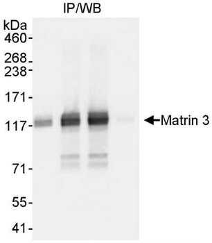 Rabbit Matrin 3 Antibody