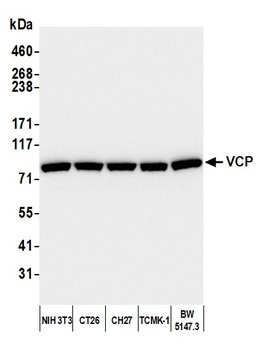 Rabbit anti-VCP Antibody