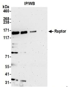 Rabbit Raptor Antibody