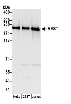 Rabbit REST Antibody