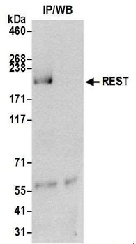 Rabbit REST Antibody