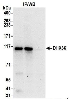 Rabbit DHX36 Antibody
