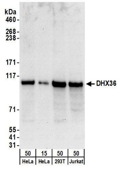 Rabbit DHX36 Antibody