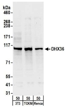 Rabbit DHX36 Antibody