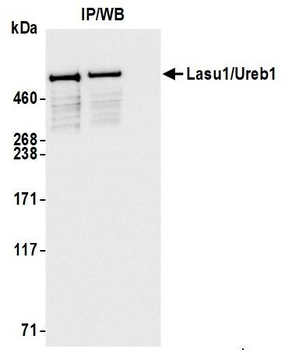 Rabbit Lasu1/Ureb1 Antibody