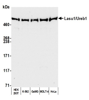 Rabbit Lasu1/Ureb1 Antibody