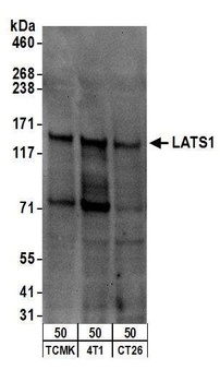 Rabbit LATS1 Antibody