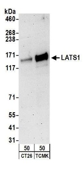 Rabbit LATS1 Antibody