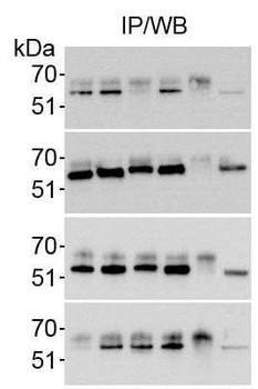 Rabbit MST1/STK4 Antibody