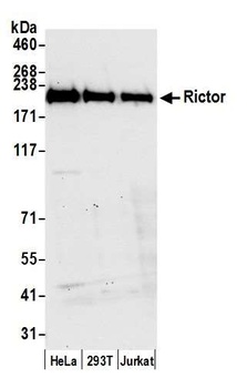 Rabbit Rictor Antibody
