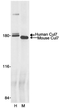 Rabbit Cul7 Antibody