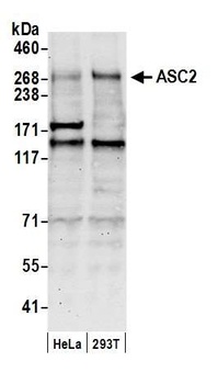 Rabbit anti-ASC2 Antibody