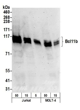 Rabbit anti-Bcl11b Antibody