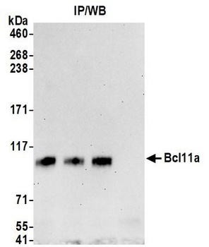 Rabbit anti-Bcl11a Antibody