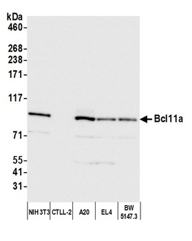 Rabbit anti-Bcl11a Antibody