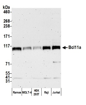 Rabbit anti-Bcl11a Antibody