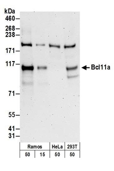 Rabbit anti-Bcl11a Antibody