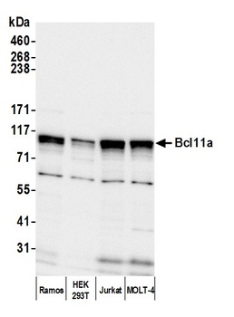 Rabbit anti-Bcl11a Antibody