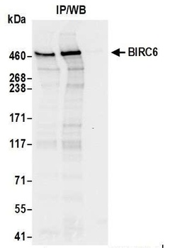 Rabbit BIRC6/Apollon Antibody
