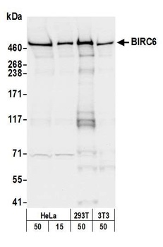 Rabbit BIRC6/Apollon Antibody