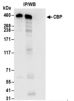 Rabbit CBP Antibody