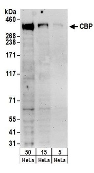 Rabbit CBP Antibody