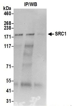 Rabbit SRC1 Antibody