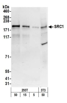 Rabbit SRC1 Antibody