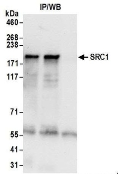 Rabbit SRC1 Antibody