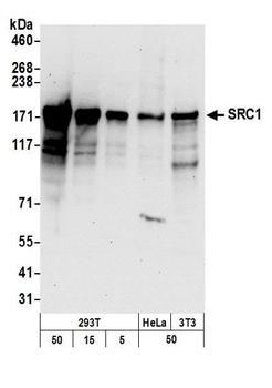 Rabbit SRC1 Antibody