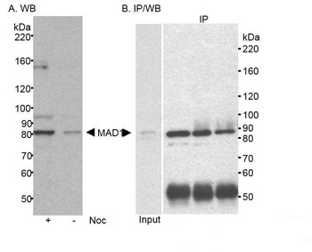 Rabbit MAD1 Antibody