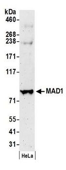 Rabbit MAD1 Antibody