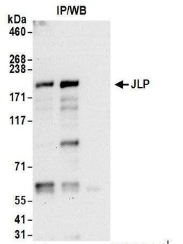 Rabbit JLP Antibody