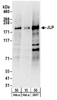 Rabbit JLP Antibody