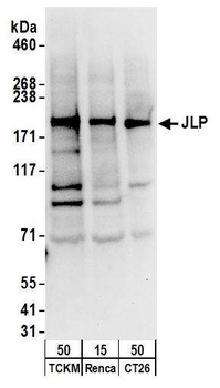 Rabbit JLP Antibody