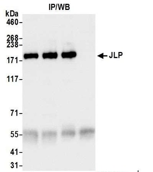 Rabbit JLP Antibody