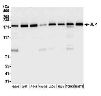 Rabbit JLP Antibody