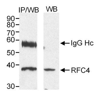 Rabbit RFC4 Antibody