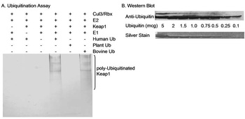 Rabbit Ubiquitin Antibody