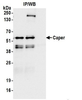 Rabbit Caper Antibody