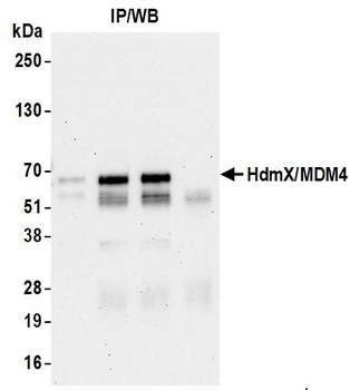 Rabbit HdmX/MDM4 Antibody