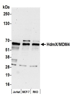 Rabbit HdmX/MDM4 Antibody
