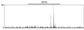 Rabbit p53 Antibody