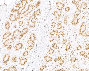 Rabbit anti-RPA32 Antibody
