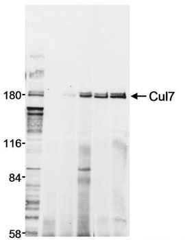 Rabbit Cul7 Antibody