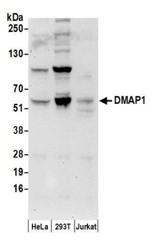 Goat anti-DMAP1 Antibody