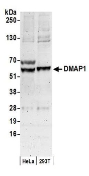 Goat anti-DMAP1 Antibody